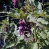 Pheasant Berry 'Purple Rain'