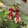 Pheasant Berry 'Purple Rain'