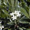 Mock Orange, Japanese