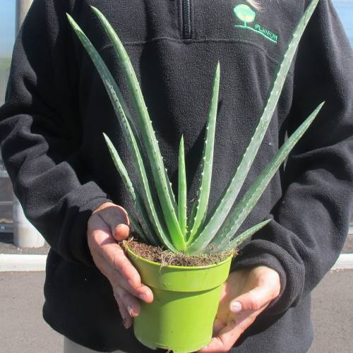 Aloe Vera Buy Aloe Vera Aloe Barbadensis