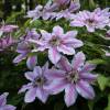 Clematis 'Nelly Moser'