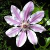 Clematis 'Nelly Moser'