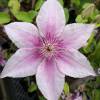 Clematis 'Nelly Moser'