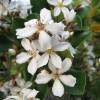 Hawthorn, Indian