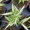 Bamboo Fargesia Rufa Variegata