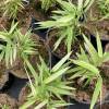 Bamboo Fargesia Rufa Variegata