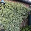 Jasmine, star variegated