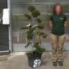 Cloud Pruned Box-leaved