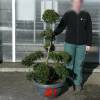 Cloud Pruned Box-leaved