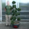 Cloud Pruned Box-leaved