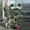 Cloud Pruned Box-leaved