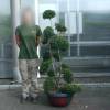 Cloud Pruned Box-leaved