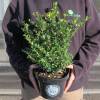 Holly, Box-leaved 'Dark Green'