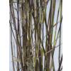 Bamboo Fargesia nitida 'Black Pearl'