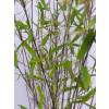 Bamboo Fargesia nitida 'Black Pearl'