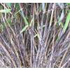 Bamboo Fargesia nitida 'Black Pearl'