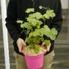 Anisodonthea capensis