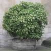 Spotted laurel 'Crotonifolia'