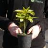 Spotted laurel 'Crotonifolia'