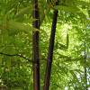 Bamboo Phyllostachys Nigra