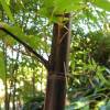 Bamboo Phyllostachys Nigra