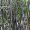 Bamboo Phyllostachys Nigra