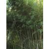 Bamboo Phyllostachys Humilis