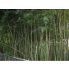 Bamboo Phyllostachys Humilis