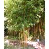 Bamboo Phyllostachys aureo. Aureo