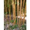 Bamboo Phyllostachys aureo. Aureo