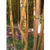 Bamboo Phyllostachys aureo. Aureo