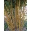 Bamboo Phyllostachys aureo. Aureo