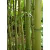 Bamboo Phyllostachys Atrovaginata