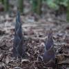 Bamboo Phyllostachys Atrovaginata