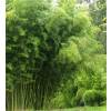 Bamboo Phyllostachys Atrovaginata