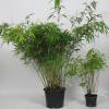 Bamboo Fargesia Rufa