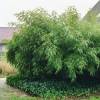 Bamboo Fargesia Rufa