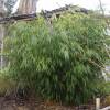 Bamboo Fargesia robusta 'Formidable Wenchuan'