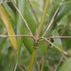 Bamboo Fargesia robusta 'Formidable Wenchuan'