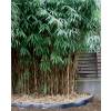 Bamboo Metake
