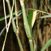Bamboo Sasa Japonica Tsutsu.
