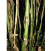Bamboo Sasa Japonica Tsutsu.