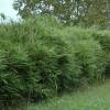 Bamboo Sasa Japonica Tsutsu.