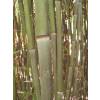 Bamboo Phyllostachys Bissetii