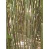 Bamboo Phyllostachys Bissetii
