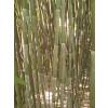 Bamboo Phyllostachys Bissetii