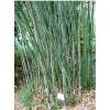 Bamboo Phyllostachys Bissetii