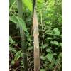 Bamboo Phyllostachys Bissetii