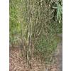Bamboo Pleioblastus chino