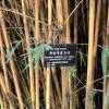 Bamboo Bambusa multiplex Alphonse Karr